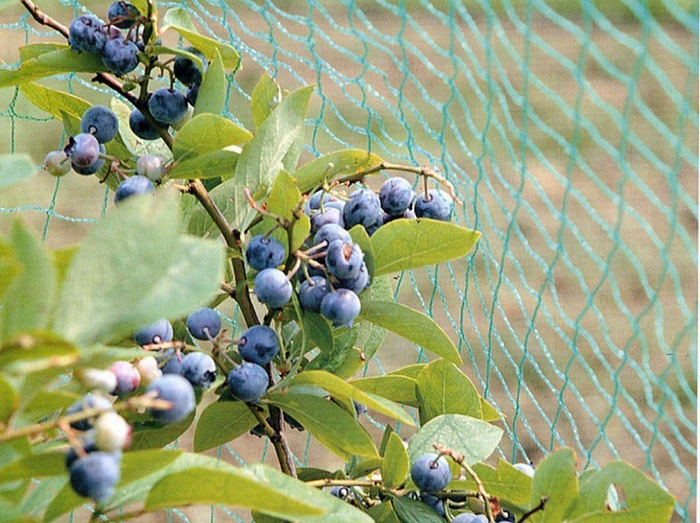 Blueberry netting 