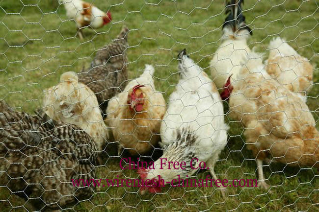 chicken-wire-for-poultry-farm.jpg chicken wire